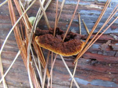 Gloeophyllum sepiarium