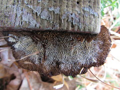 Gloeophyllum sepiarium