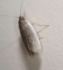 Xylorycta haplochroa