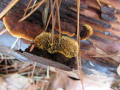 Gloeophyllum sepiarium