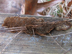 Gloeophyllum sepiarium