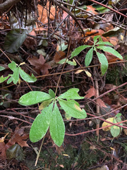 Rhododendron occidentale