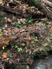 Rhododendron occidentale