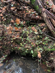 Rhododendron occidentale