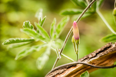 Ipomoea stuckertii