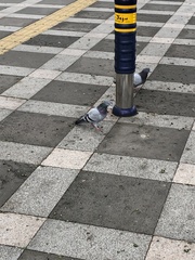 Columba livia domestica