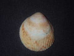 Acrosterigma kerslakae