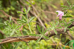 Ipomoea stuckertii