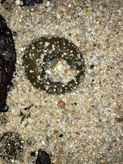 Anthopleura xanthogrammica