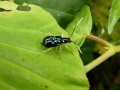 Paratriarius