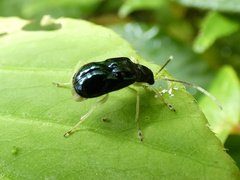 Paratriarius