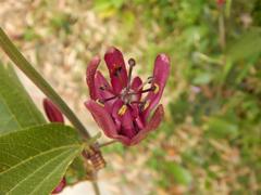 Passiflora azeroana