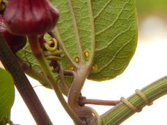 Passiflora azeroana