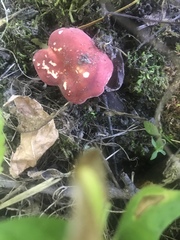 Russula