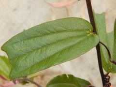Passiflora azeroana