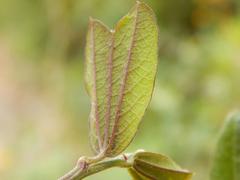 Passiflora azeroana