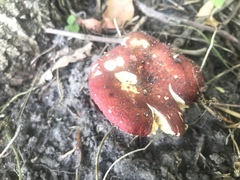 Russula