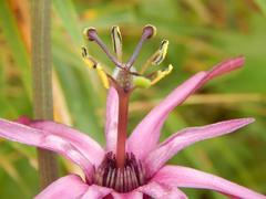 Passiflora azeroana