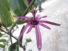 Passiflora azeroana