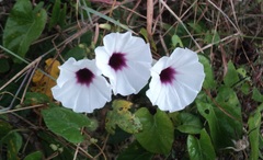 Ipomoea anisomeres