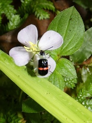 Paratriarius