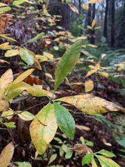 Rhododendron occidentale