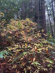 Rhododendron occidentale