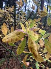 Rhododendron occidentale