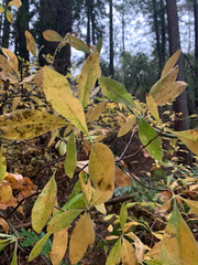 Rhododendron occidentale