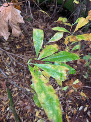 Rhododendron occidentale