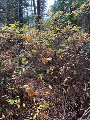 Rhododendron occidentale
