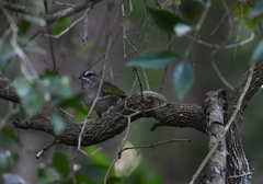 Arremonops chloronotus