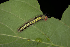 Asota plaginota