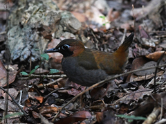 Formicarius moniliger