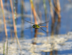 Anax concolor