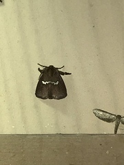 Monoleuca semifascia