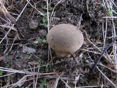 Lycoperdon molle