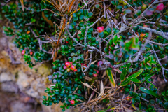 Vaccinium emarginatum