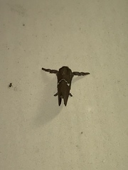 Monoleuca semifascia
