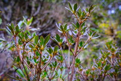 Rhododendron rubropilosum