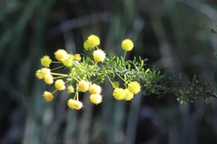 Acacia lateriticola