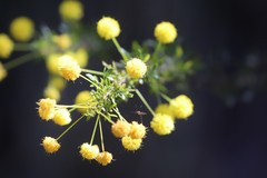 Acacia lateriticola