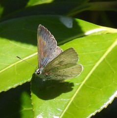 Eirmocides absimilis