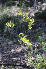 Acacia lateriticola