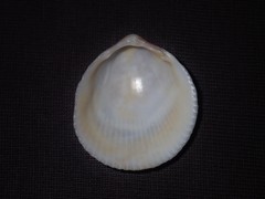 Acrosterigma kerslakae