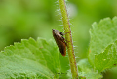 Clovia