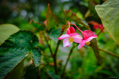 Begonia × buimontana