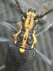 Enoploderes vitticollis