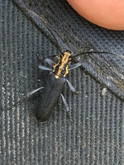 Enoploderes vitticollis