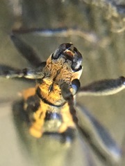 Enoploderes vitticollis